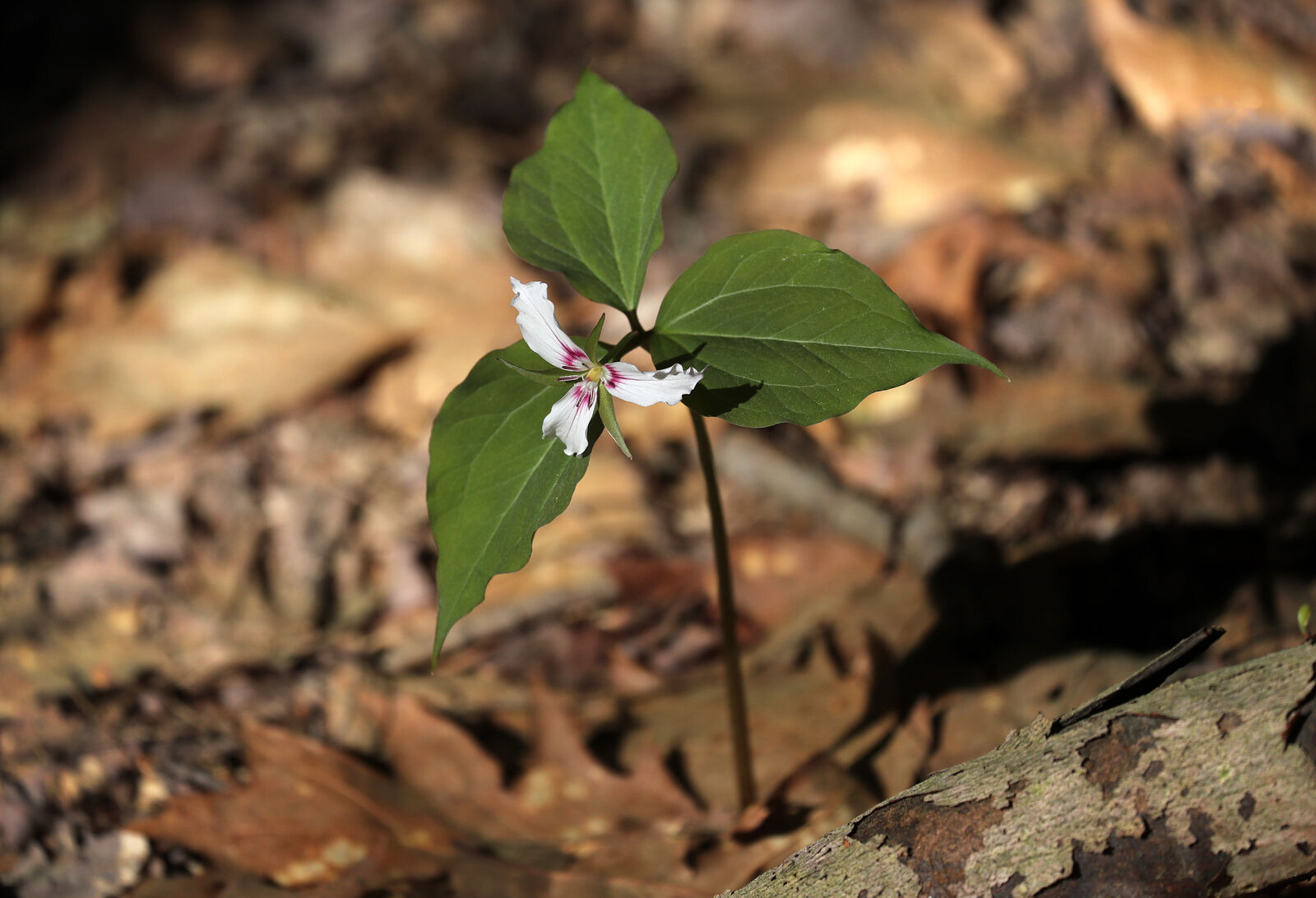 Trillium